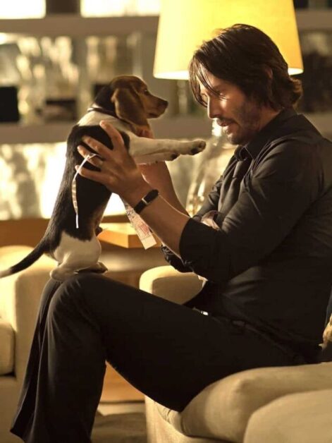 Curiosidades sobre a participação dos cachorros na saga Jhon Wick