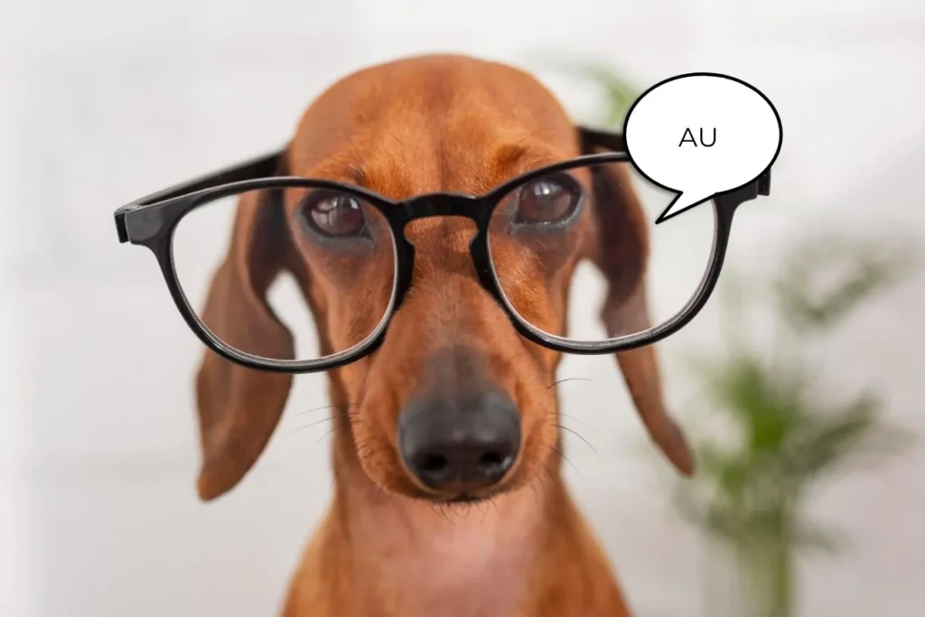 Características das pessoas inteligentes. Foto: cachorrinho de óculos de grau.