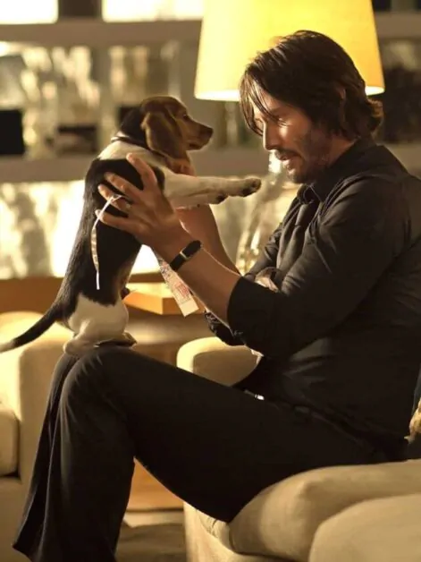 Curiosidades sobre a participação dos cachorros na saga Jhon Wick